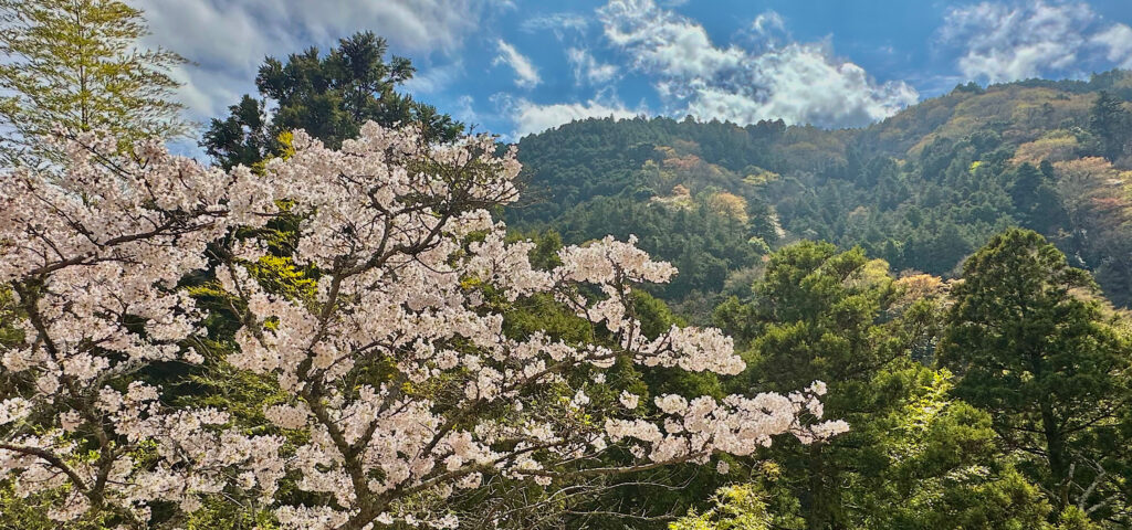 Kinnotake Tonosawa cherry blossoms in the spring