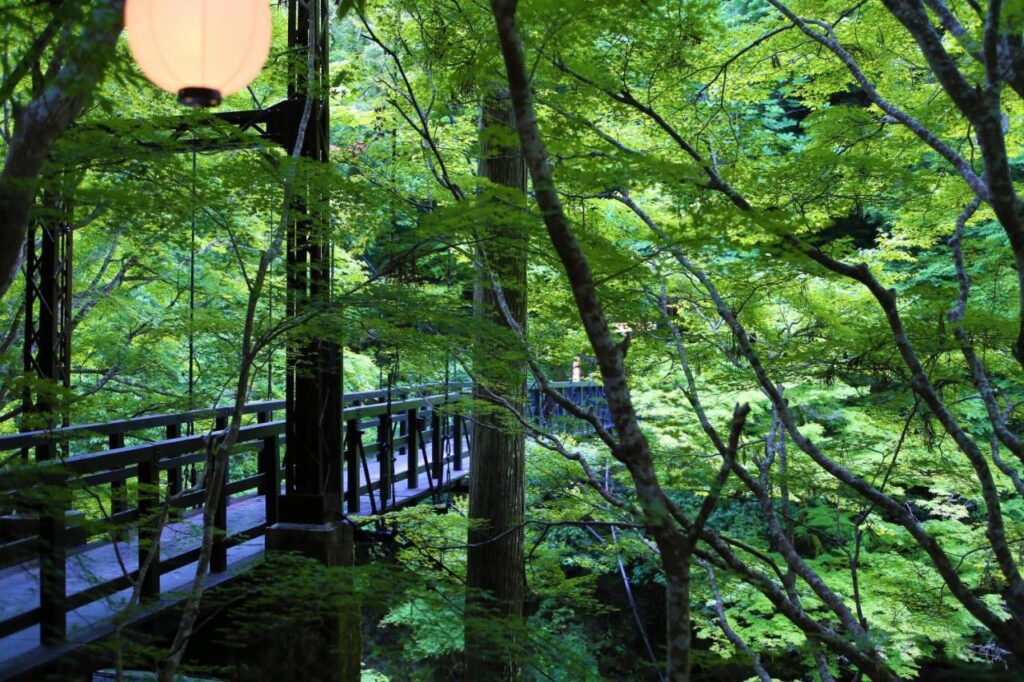 Momiji-ya Annex Kawa-no-Iori wooden suspension bridge in the forest