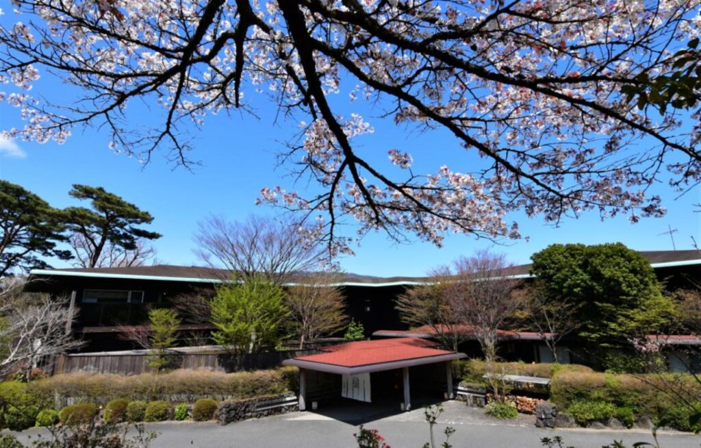 Hakone Gora Byakudan cherry blossoms