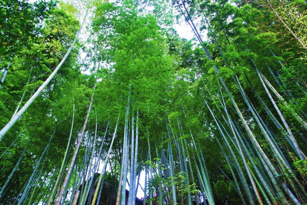 Shiunso bamboo forest