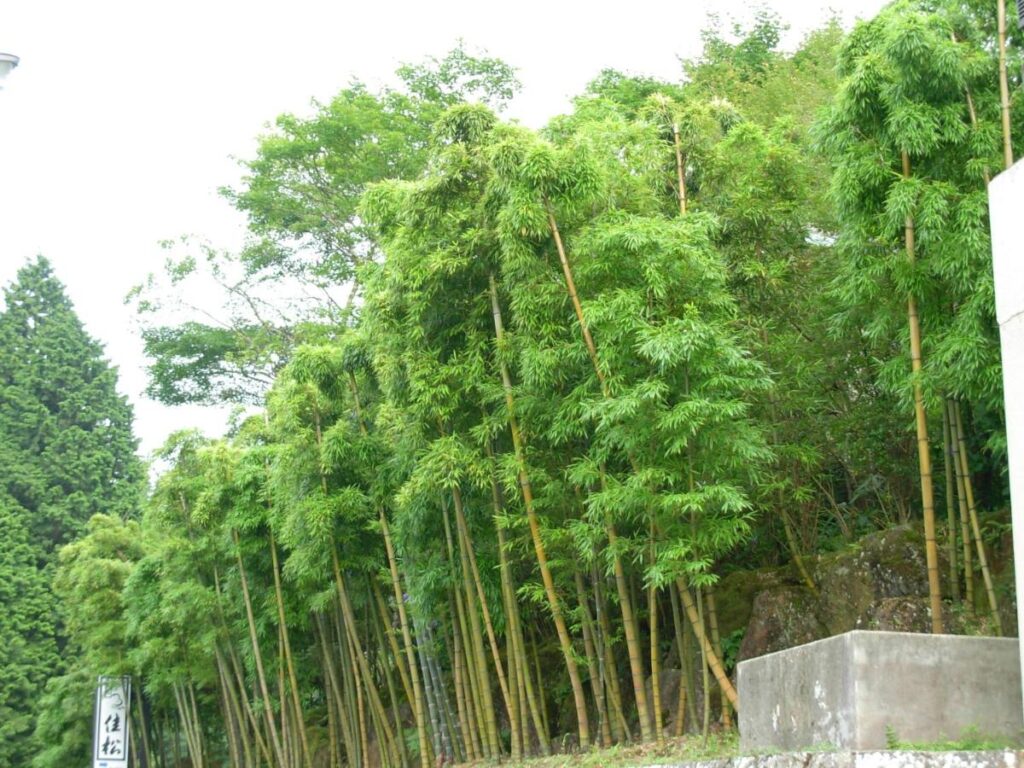 Yoshimatsu bamboo forest