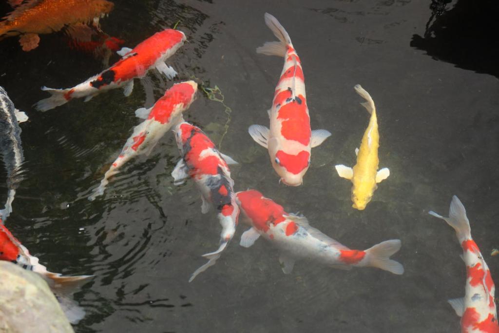 Daibutsu Ryokan Koi Pond
