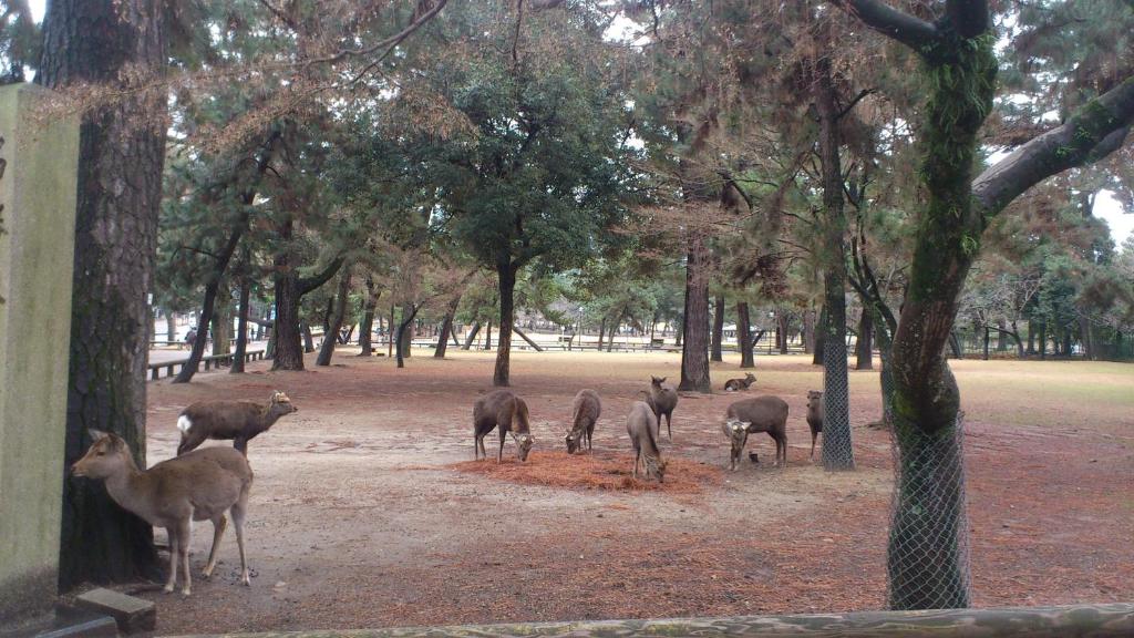 Daibutsukan Deer Park