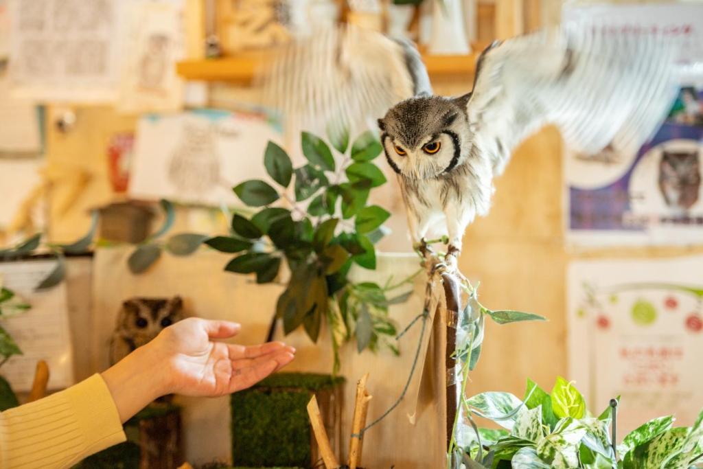 Hazu Owl On Branch
