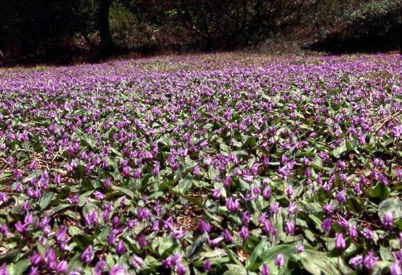 Hotel Kinomezaka Purple Flowers Field