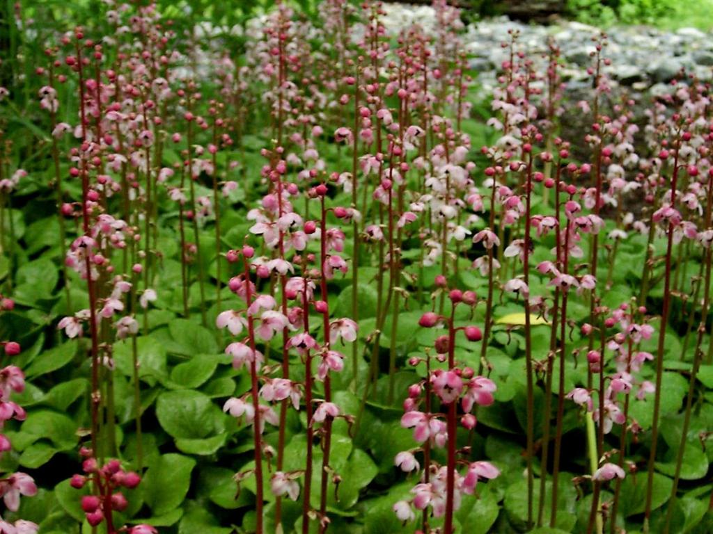 Kamikochi Nishi Ito Ya Mountain Lodge Pink Wildflowers