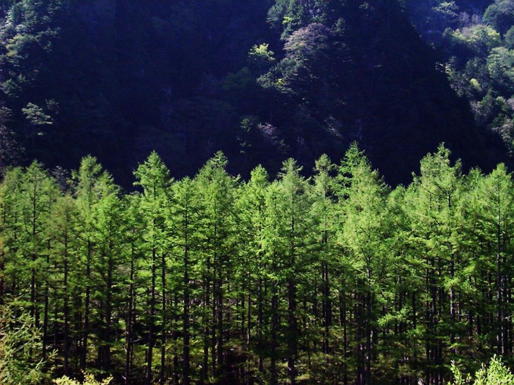 Kamikochi Nishi Itoya Mountain Lodge Green Forest
