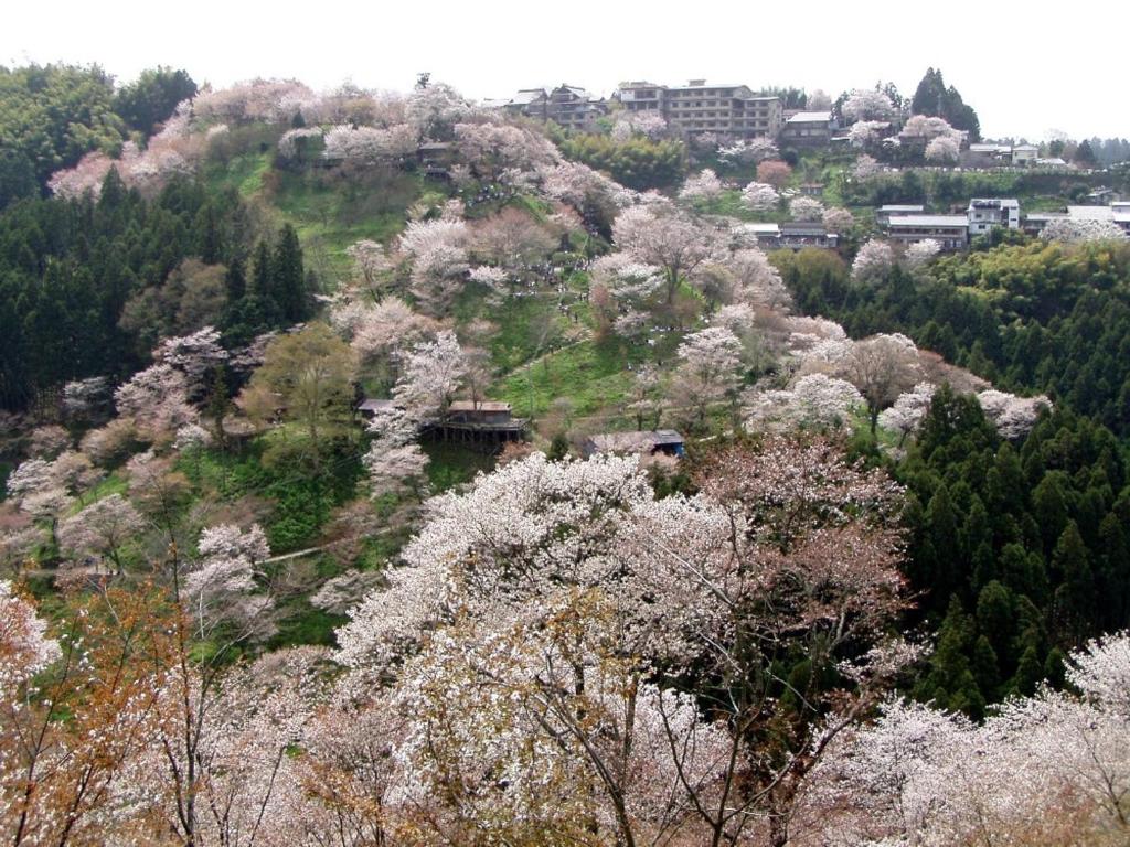 Scenic Inn Yoshikumokan Cherry Blossoms