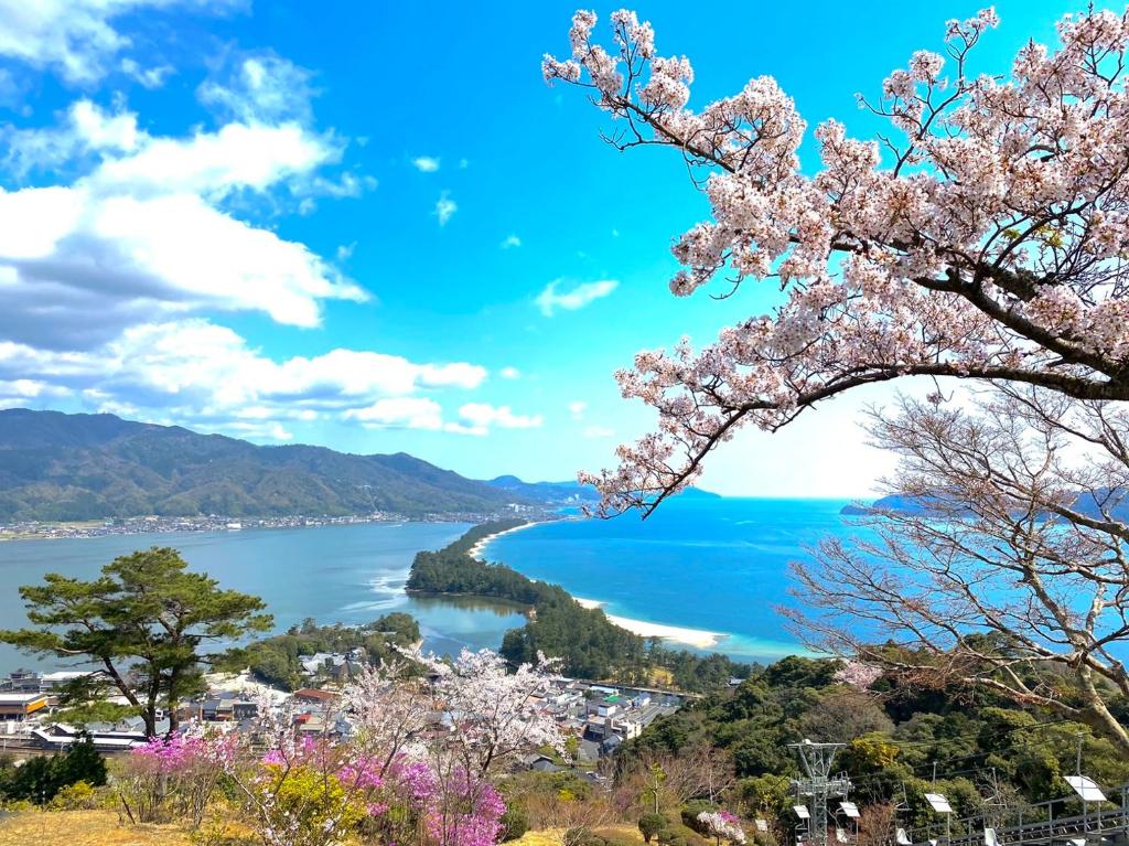 Taikyoro View Cherry Blossoms Sea