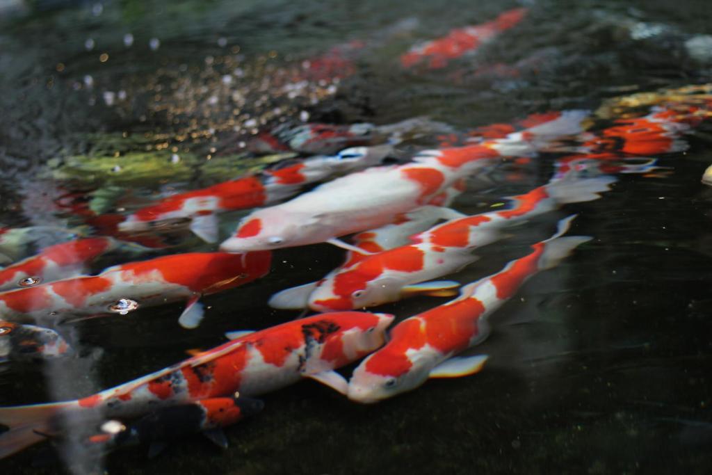 Tsukioka Onsen Yuasobi Yado Akebono Koi Pond