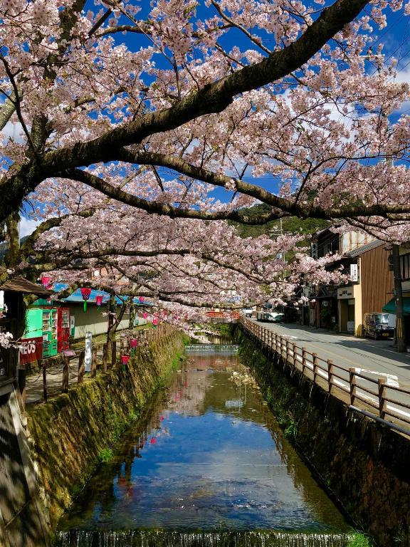 Tsutaya Ryokan Cherry Blossoms Stream