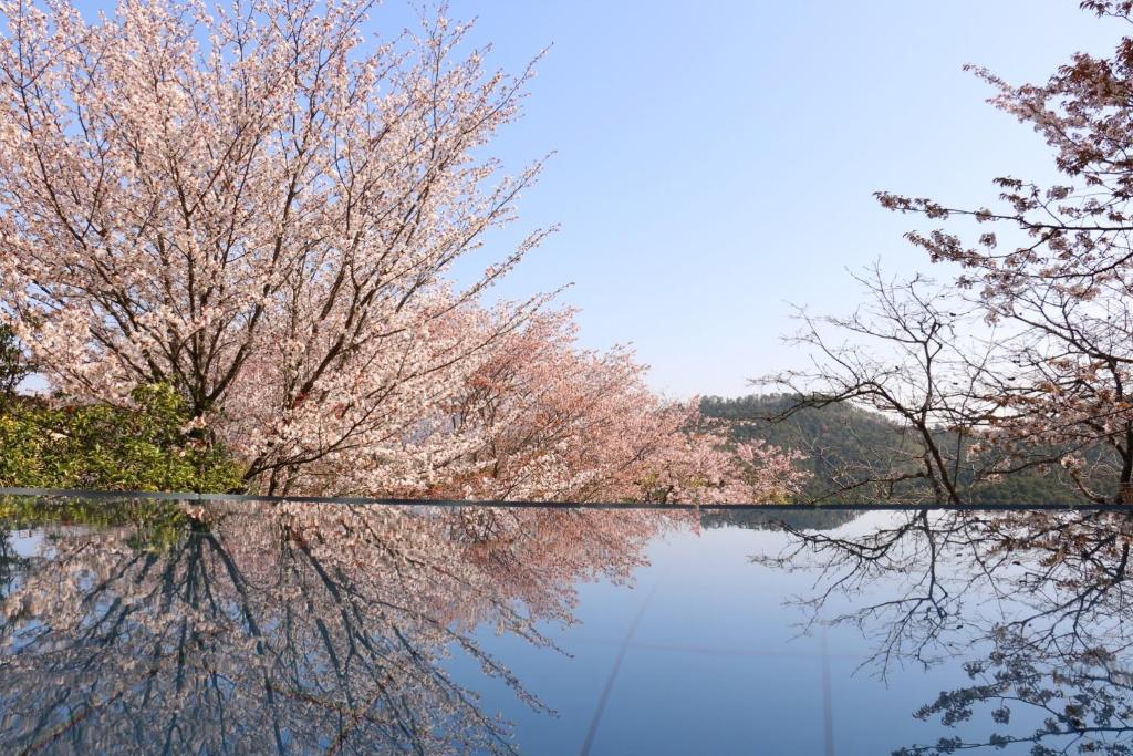 Yoshinoso Yukawaya Sakura Reflection