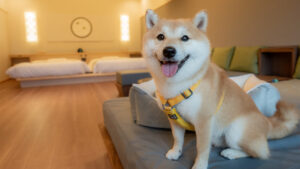 Dog sitting on sofa in a guest room