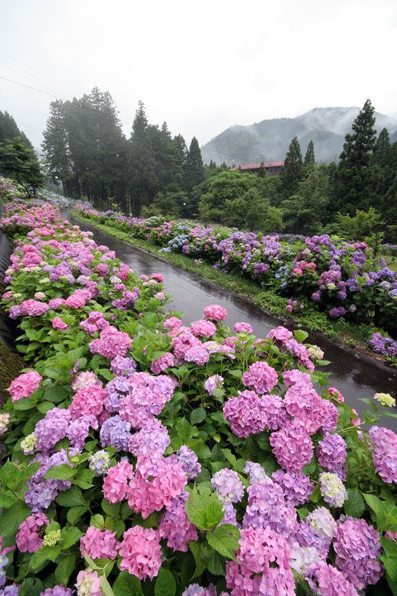 Itadori Hydrangea Festival