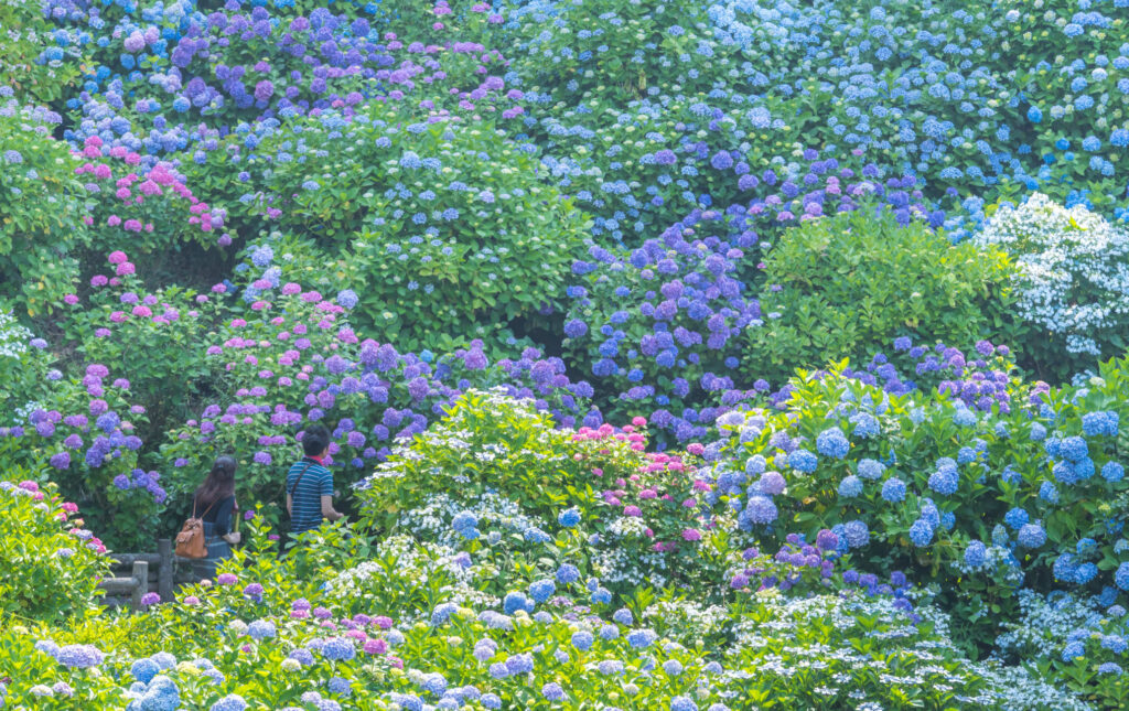 Izu Shimoda Onsen Hydrangea Festival