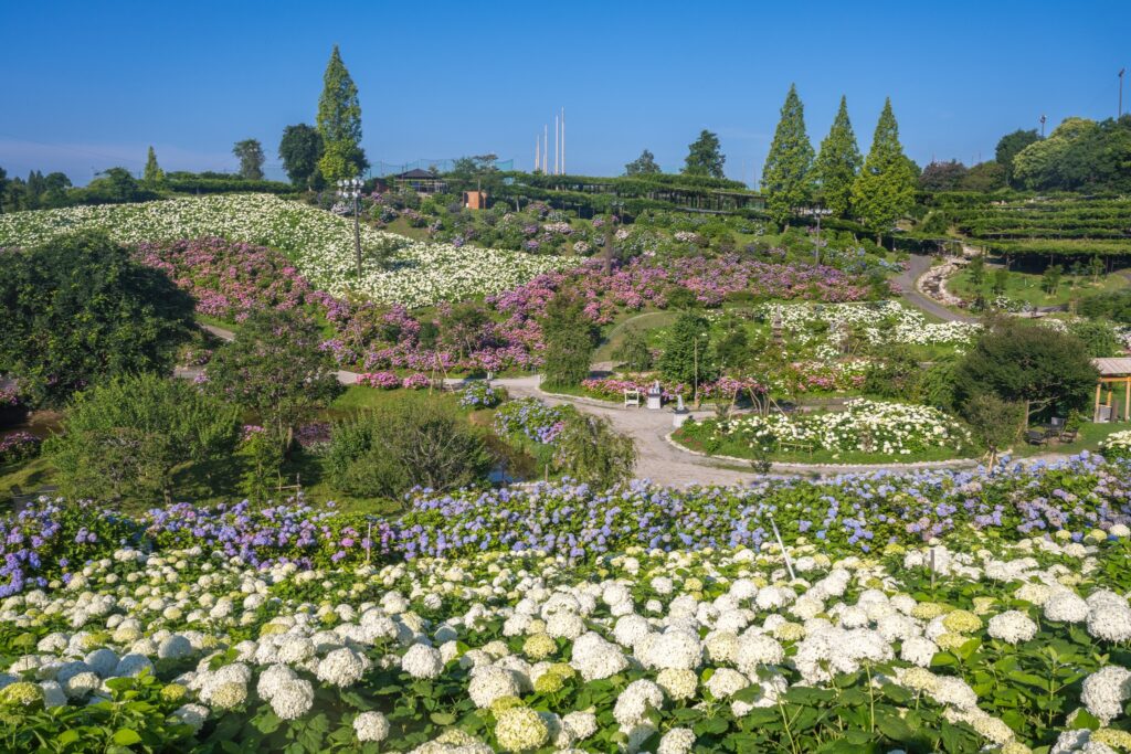 Nabana no Sato Hydrangea and Iris Road
