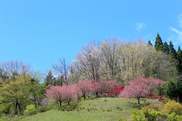 Bobata Onsen Yahataya Cherry Blossom Shrine