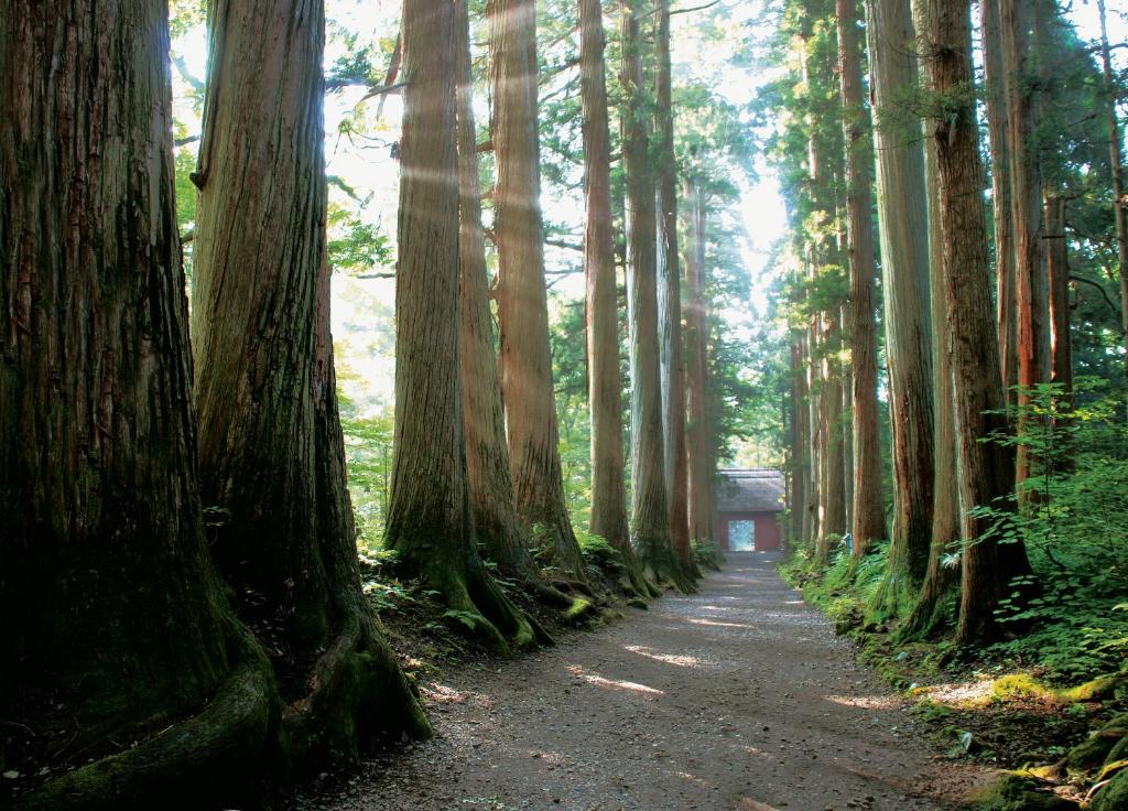 Fukeikan Cedar Forest Path