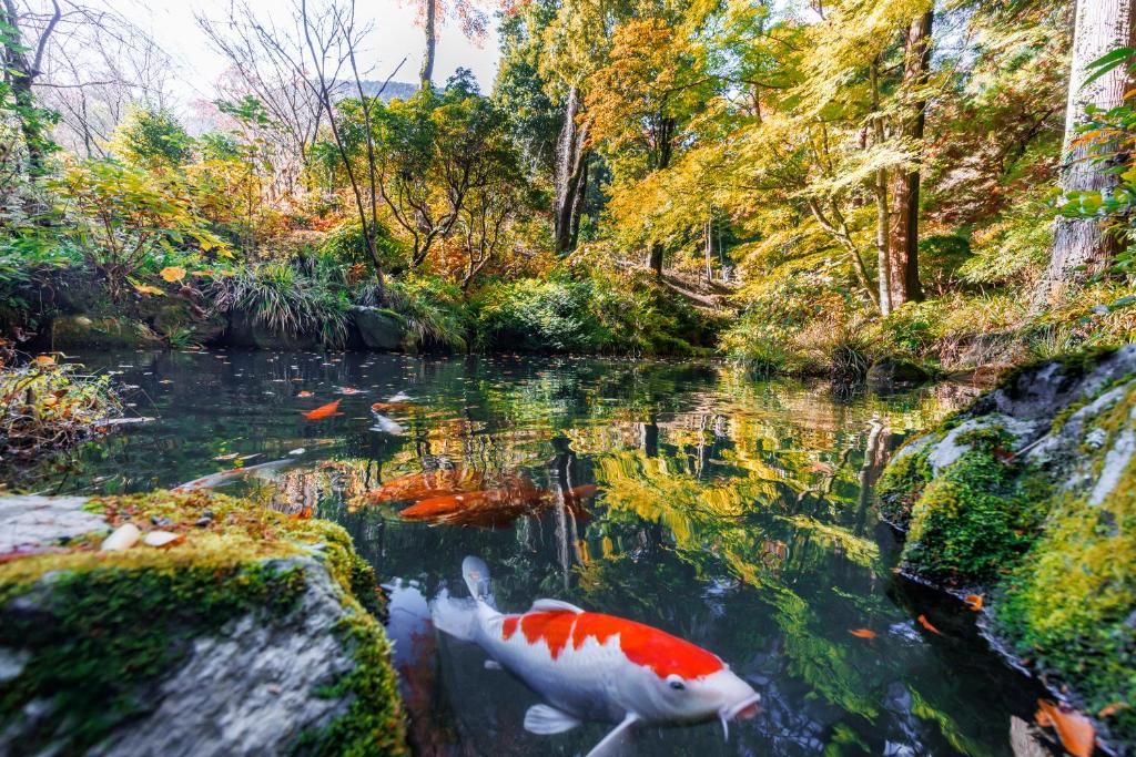 Hakone Kowakien Hotel Koi Pond Garden