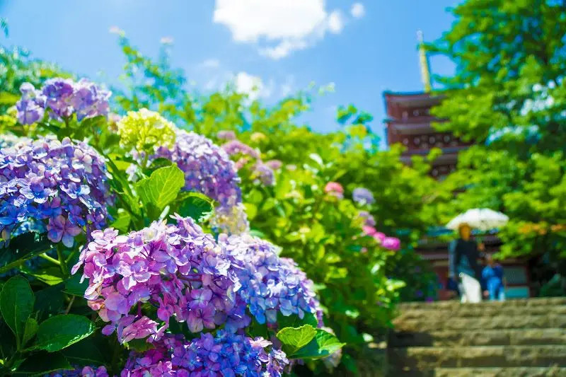 Haseyama Hondoji Temple Hydrangea Spot