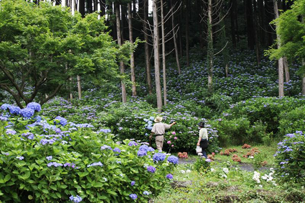 Hinuma Hydrangea Festival