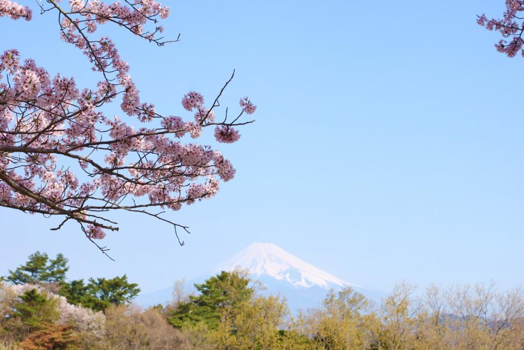 Hotel Laforet Shuzenji Mount Fuji Cherry Blossoms