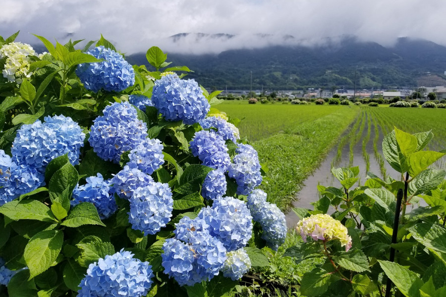 Kaisei Town Hydrangea Festival