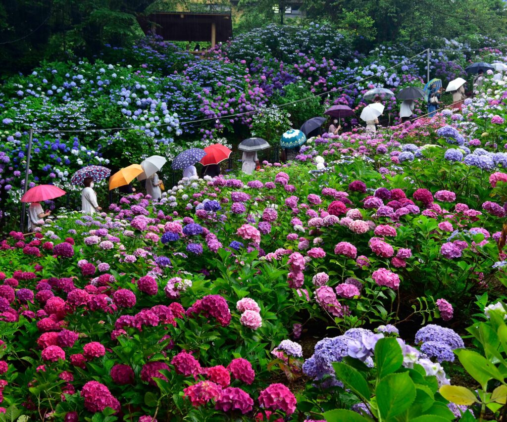 Katahara Onsen Ajisai-no-Sato June Flower Festival