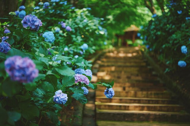 Mimuroto-ji Temple Hydrangea Garden and Illumination