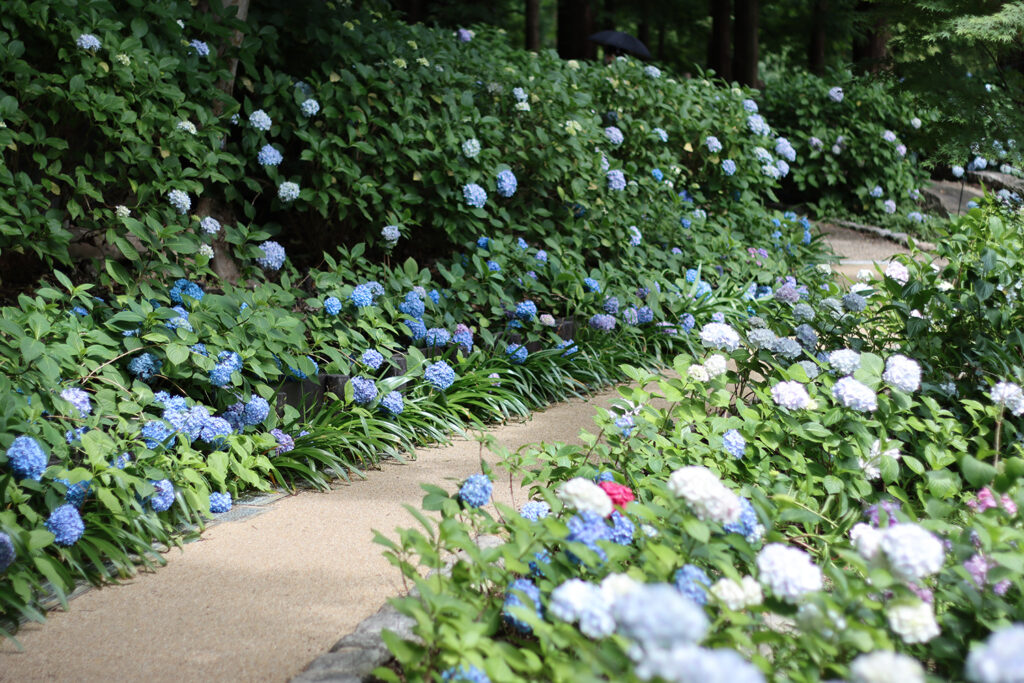 Nagai Botanical Garden Hydrangea Festival