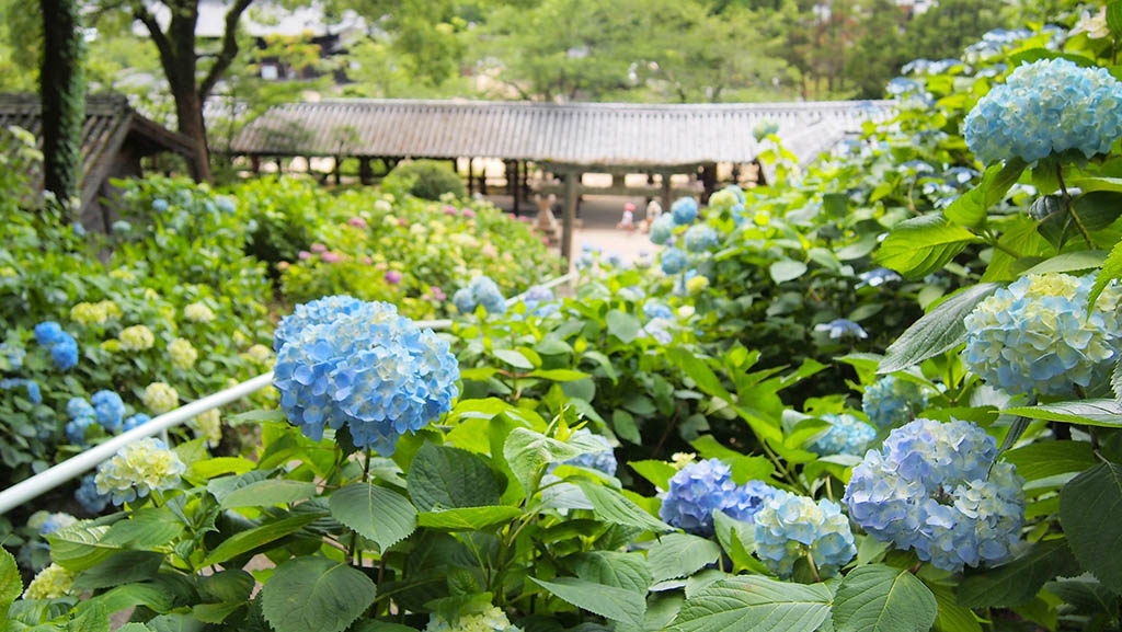 Otakiyama Saihoin Temple Hydrangea Bushes