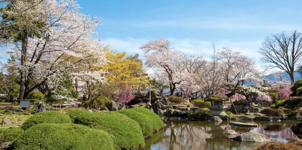 Sui Suwako Cherry Blossom Garden Pond