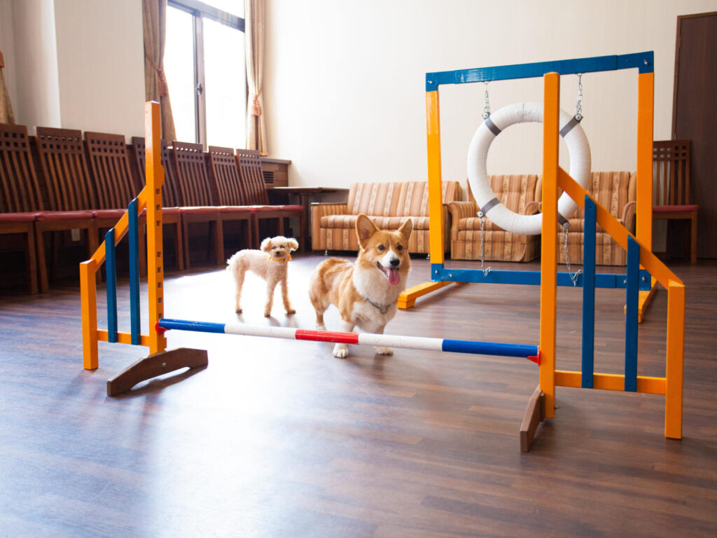 Takayama Wanwan Paradise Hotel Dog Agility Room