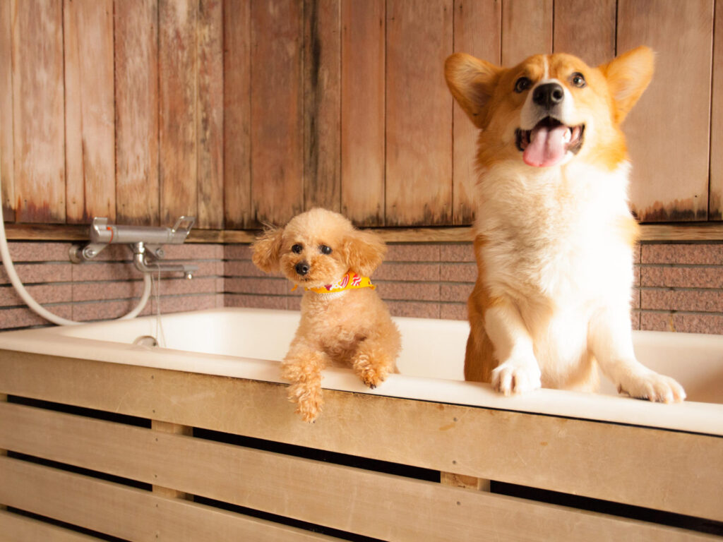 Takayama Wanwan Paradise Hotel Dogs Bath