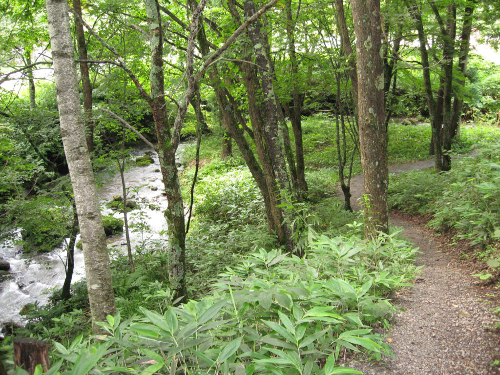 Takayama Wanwan Paradise Hotel Forest Stream Path