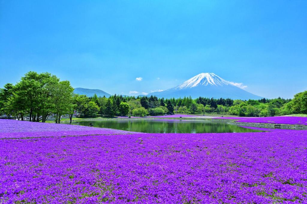 The Gran Resort Princess Mount Fuji Flower Field