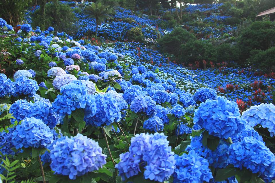 Yohena Mountain Slope Hydrangea Garden