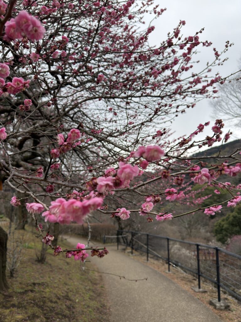 Atami plum garden